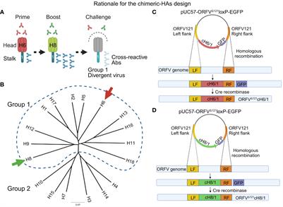 Immunogenicity of chimeric hemagglutinins delivered by an orf virus vector platform against swine influenza virus